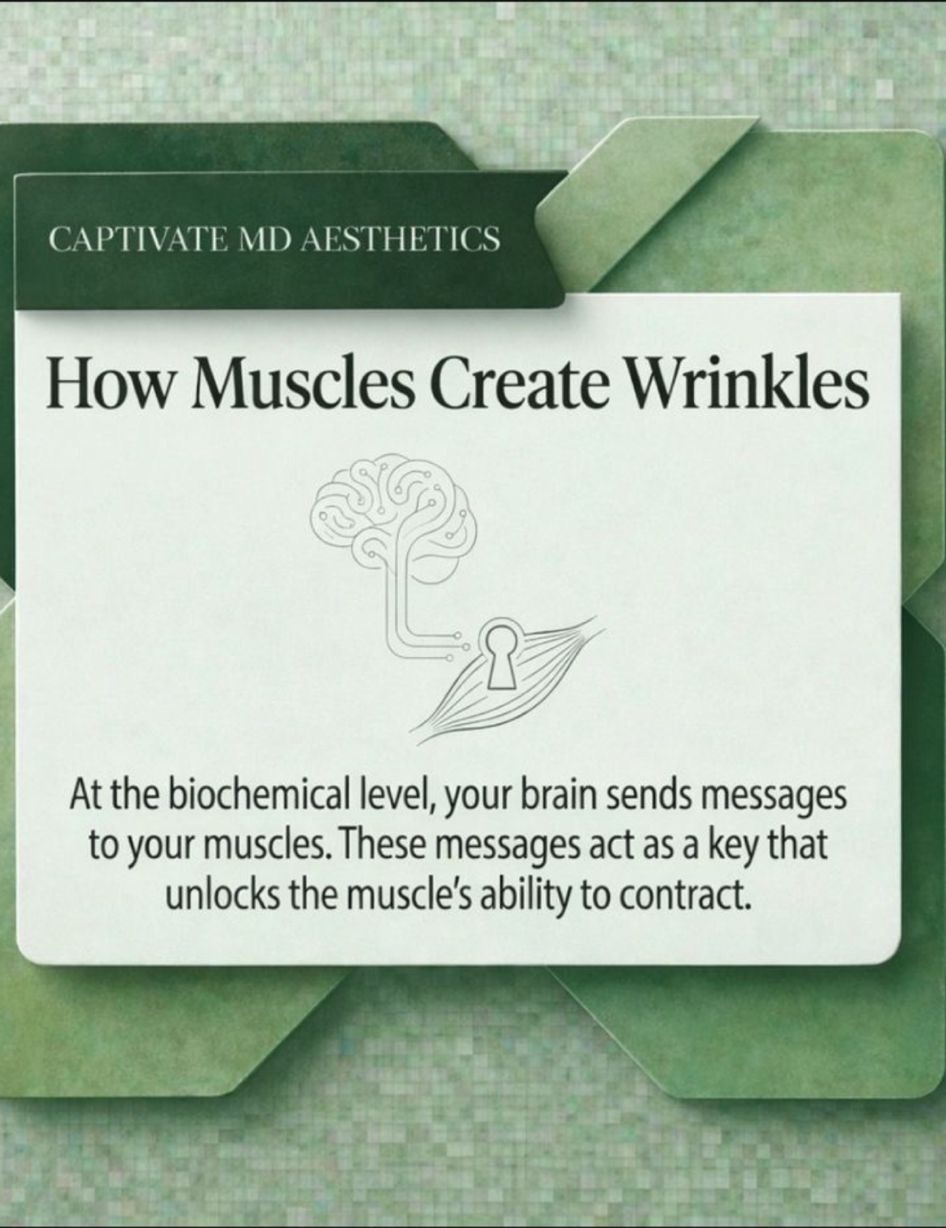 How muscles create wrinkles